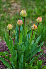 Summer in the country. tulip flowers in the garden of a country house