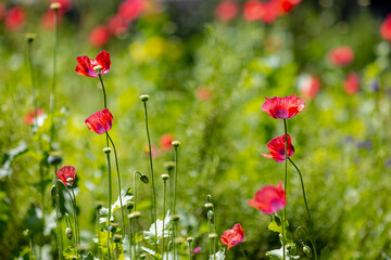Selective focus of Papaver somniferum in spring, Commonly known as the opium poppy or breadseed poppy, Purple pink flowers with green leaves in the garden as background, Natural floral background.
