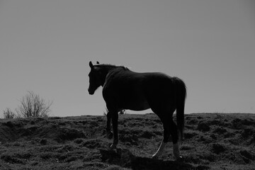 Horse in silhouette on Texas hillside of farm in black and white.