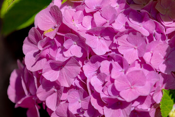 Fototapeta premium Selective focus of Hydrangea in the garden, Bushes of colorful purple pink ornamental flower, Hortensia flowers are produced from early spring to late autumn, Nature pattern texture, Flora background.