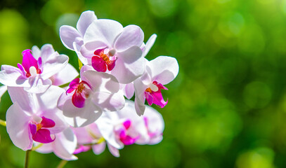 Branch of a white orchid on a green natural background
