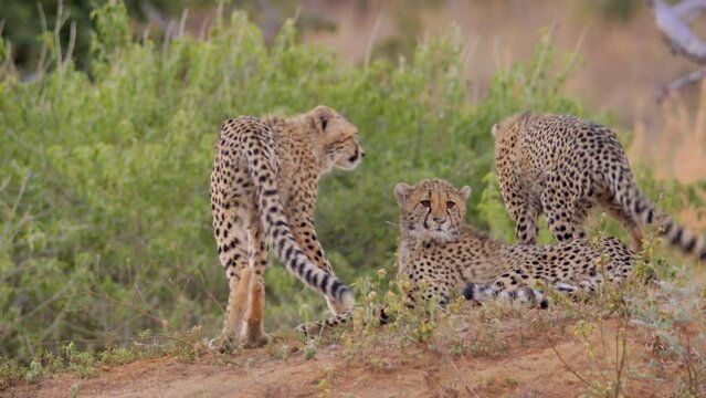 3 Small Cheetahs Relax in Brush Then Get Up