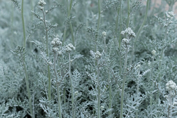 A close up of light green or white plants growing in a field. 
