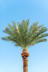 Palm tree with green leaves on blue background