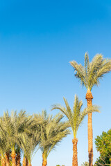 Palm tree with green leaves on blue background