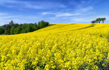 Obraz premium Rural hilly landscape with rapeseed field, blue sky with clouds, trees, forest on horizon, sunny spring day. Poland, Europe.