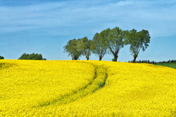 Rural hilly landscape with rapeseed field, blue sky, trees, forest on horizon, sunny spring day. Poland, Europe.