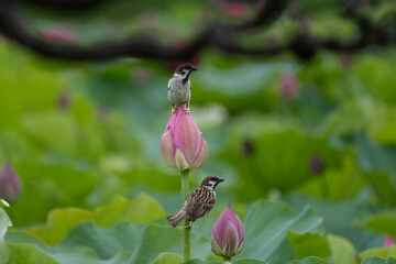 スズメと蓮の花