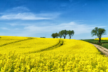 Rural hilly landscape with rapeseed field, blue sky with clouds, trees, forest on horizon, sunny spring day. Poland, Europe.