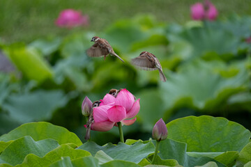 スズメと蓮の花
