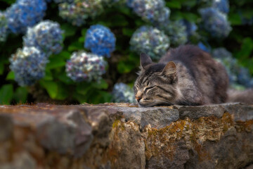 sleeping cat on the rocks