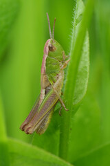 Closeup on a sub-adult European common meadow grasshopper, Pseudochorthippus parallelus, hiding in the green grass