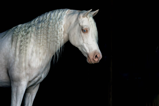 Cremello perlino Morgan horse headshot portrait with long mane equine