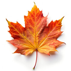 Single Autumn Maple leaf on white background. Top view.