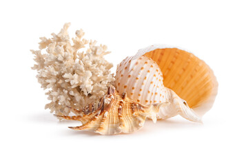 Beautiful seashells and coral on white background