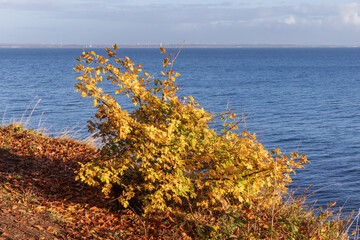 Ein Strauch des Feldahorns (Acer campestre, field maple)  in Herbstfärbung am Rand der Steilküste...