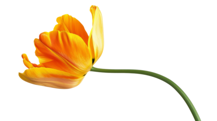 Vibrant orange tulip on white background. A single orange tulip isolated on a white background, perfect for spring or floral-themed designs.