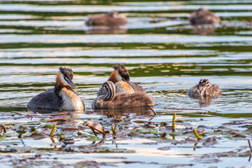 The waterfowl bird, great crested grebe with chick, swimming in the lake.