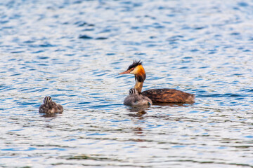 The waterfowl bird, great crested grebe with chick, swimming in the lake.