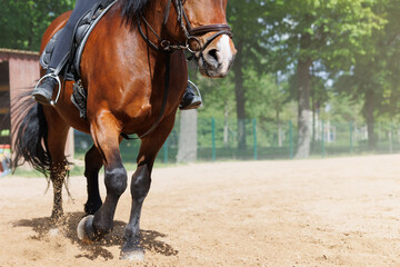 Horse riding school. Little children girls at group training equestrian lessons at outdoors ranch horse riding yard. Cute little beginner kid, closeup feet leg chestnut brown horse