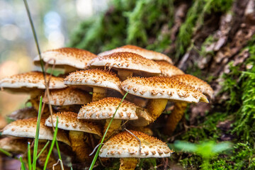 Cluster of fungus Shaggy scalycap Pholiota squarrosa