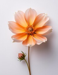Naklejka premium A beautiful single flower picture with a clean white background. generative ai