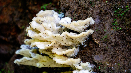 White mushroom grows on rotting wood on the ground