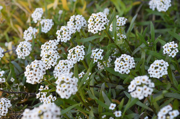 Blurred image of beautiful white flowers in the shape of a bouquet.