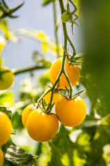 High Quality Yellow Tomato Production in a Greenhouse