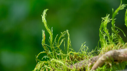 Green moss clings to dry wooden twigs