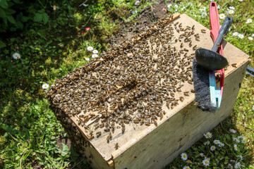 European honey bees swarming the hive