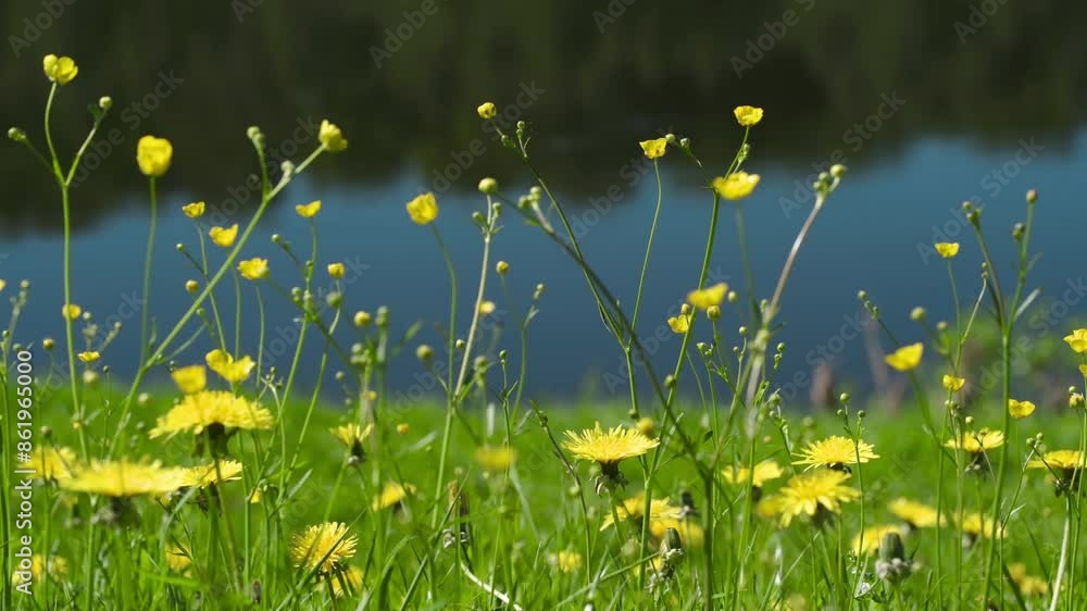 Poster a field of yellow flowers with a blue river in the background. the flowers are scattered throughout 