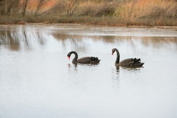 Black swans on the lake