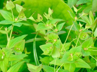 尾瀬の花　flowers in oze