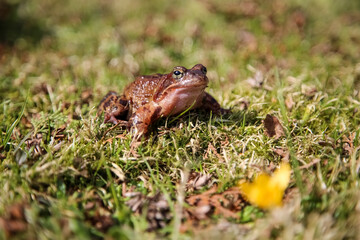 Closeup of a brown common frog with blurred background