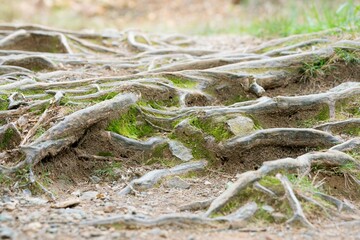 Old tree roots background