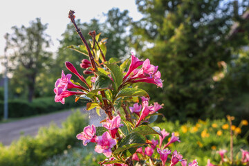 Louisiana trilobal pink flower bush blooming in spring