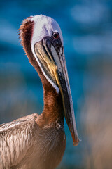 Closeup of a Pelican perched on a rock overlooking the ocean
