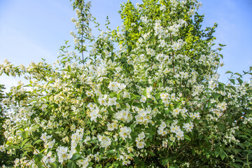 Philadelphus Coronarius small white flowers