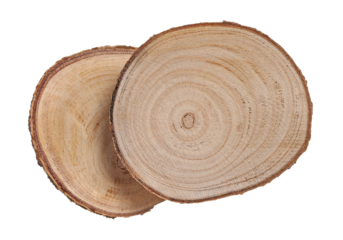 Group cross section of tree trunk flying, isolated on white background