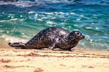 Seal moving along a beach  © PixilRay
