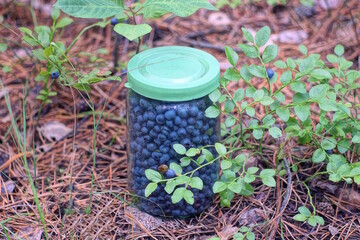 ripe fresh blueberries in a glass jar stands on the gray ground near a green bush in the nature in the forest 