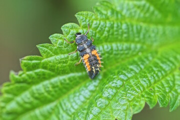 one red black larva of Colorado potato beetle sits on a green leaf of a plant in a summer garden in nature