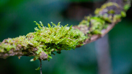 Green moss clings to dry wooden twigs