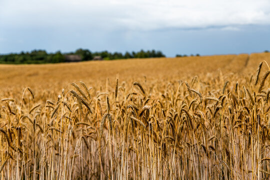 Beautiful golden color field with organic wheat
