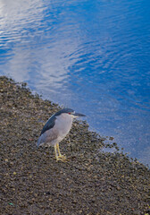 Grey Heron on the Shore of a Lagoon in Hawaii.
