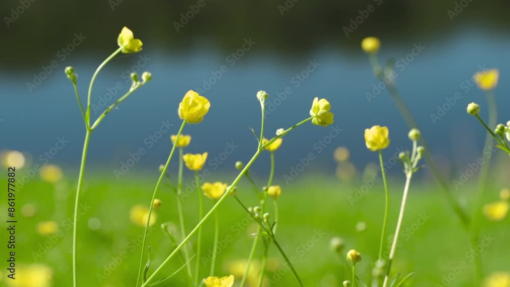 Poster a field of yellow flowers with a blue river in the background. the flowers are scattered throughout 