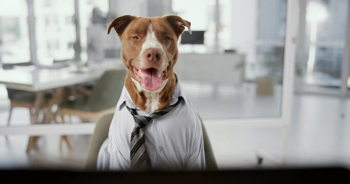 Office, laptop and business dog in shirt with research, online networking and corporate animal at desk. Consultant, agent or pitbull at computer with professional career in pet friendly workplace