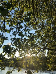 leaves in the daylight