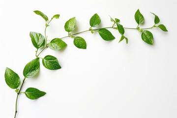 dynamic botanical arc sweeping curve of vibrant green leaves and delicate stems conveying growth and vitality against a clean white background